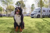 Stellplatz Max im Dog Camp für Wohnwagen/Wohnmobil/Zelte für Gäste mit Hunde - Union Lido Mare