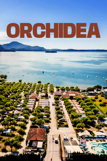 Orchidea