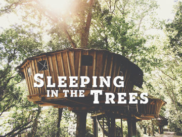 Sleeping in the trees