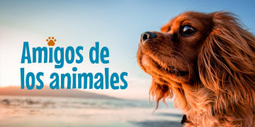 Amigos de los animales