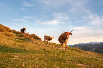 Condom-d'Aubrac