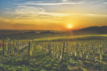 Bergerac