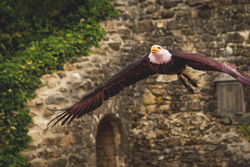 Le Puy du Fou