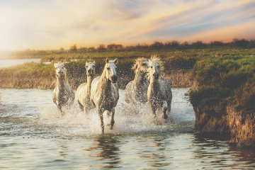 Camargue