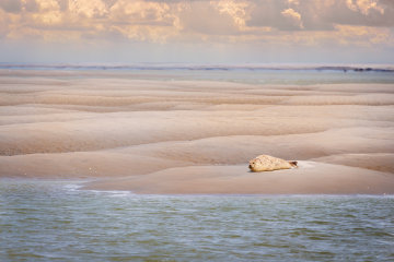 Baie de Somme