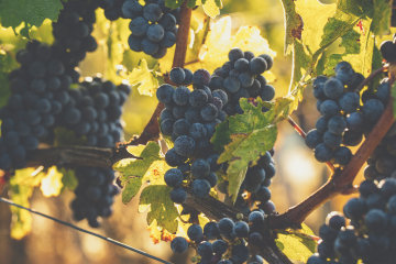 The Landes du Médoc