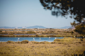 camping salines presqu ile de giens