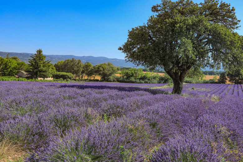 camping le luberon apt
