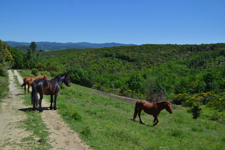 camping domaine d arnauteille montclar