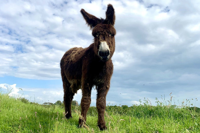 camping le petit paris les sables d olonne
