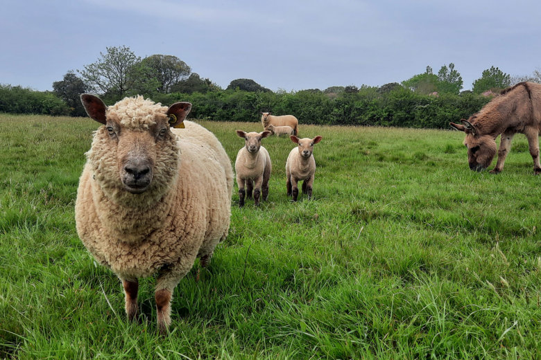 camping le petit paris les sables d olonne