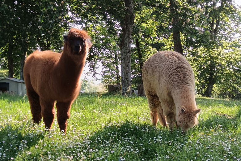 camping la hallerais dinan